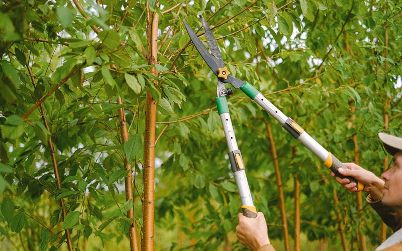 Tree trimming in Benton City, WA